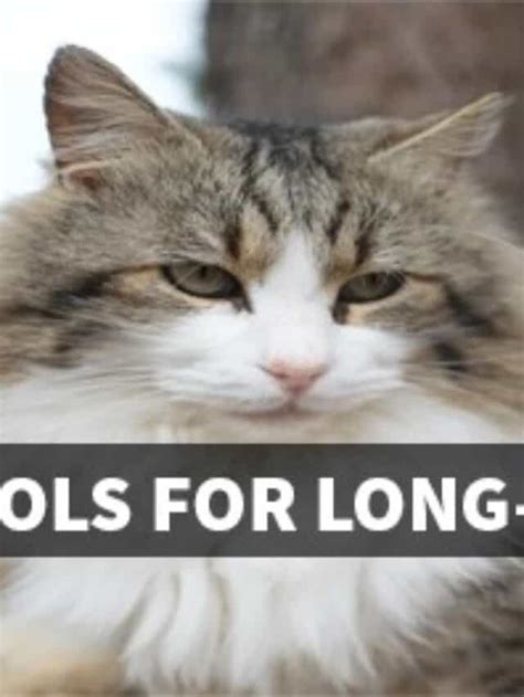 Grooming Tools For Long Haired Cats Floppycats