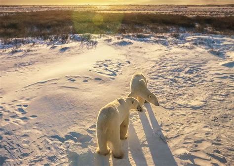 Polar Bear Watching In Canada Audley Travel Uk