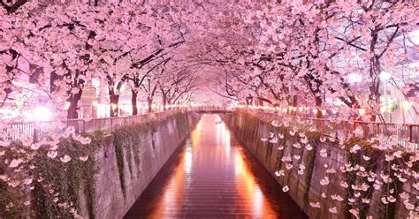 Cultures In The World El Árbol De Sakura