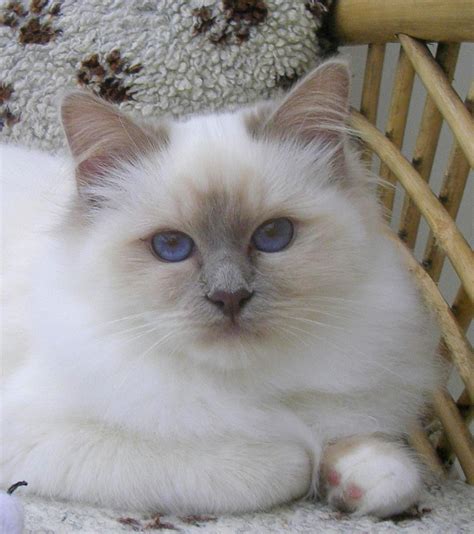 Their nose leather and paw pads are slate blue. Five Exciting Parts Of Attending Birman Breeders In ...