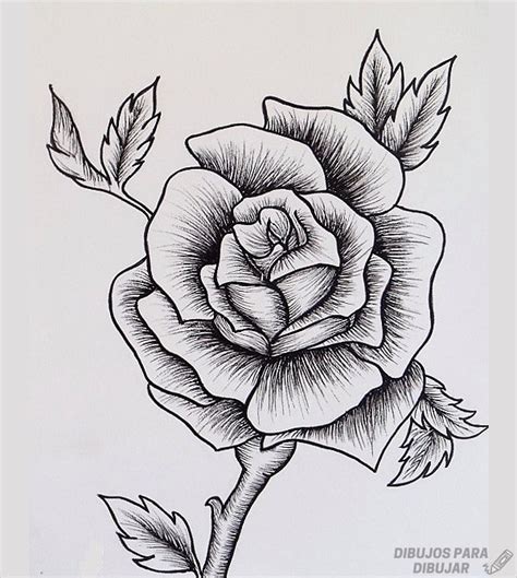 Dibujos De Rosas Lindas Y A L Piz
