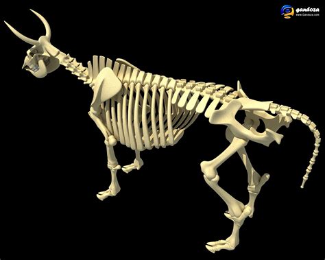 Cow leg bone 3d model. Pin by Miranda Petuchov on Bones | Cow skeleton, Animals, Cow