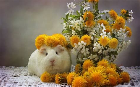 Cute flowers wallpaper hd skilal 457278 : Download wallpapers white little guinea pig, cute animals ...