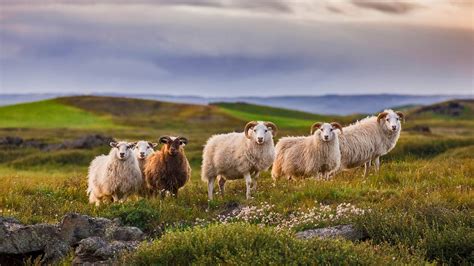 Icelandic Sheep © Pieter Tytgatgetty Images Countries Of The World