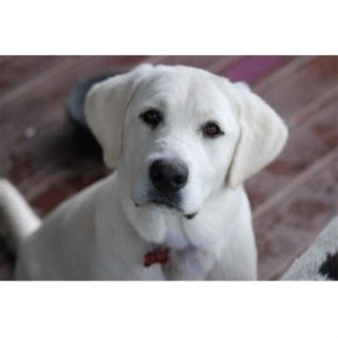 If a pup is offered for a rock bottom price, he's probably come from a backyard breeder or a puppy mill. Blue's Hill Labradors, Labrador Retriever Breeder in ...