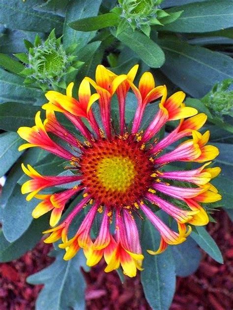Annual flowers for sunny dry areas. Blanket Flower | Backyards Click | Beautiful flowers ...