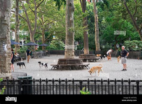 New York Dog Park View In Summer Of Dogs And Their Owners In The