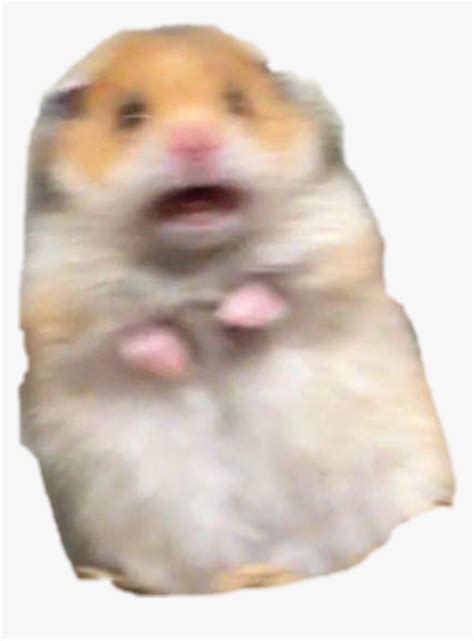 Hamster Meme Pfp Hd Hamster Listening To Opeth Youtube Check Out