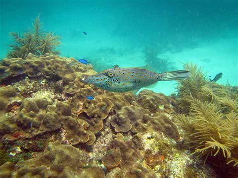 Scuba Diving On Looe Key Reef Florida Keys A Sanctuary For Sea Life