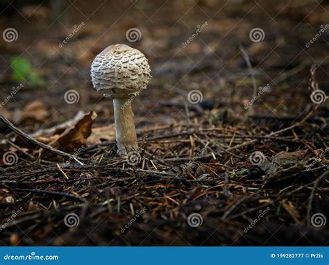 Chlorophyllum Olivieri Mushrooms Stock Image Image Of Cooking Wild