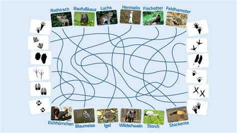 54 kostenlose bilder zum thema tierspur.was machen eigentlich die tiere, um. Tierspuren - Die Seite mit der Maus - WDR