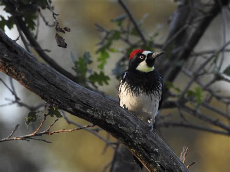 Acorn Woodpecker Flickr