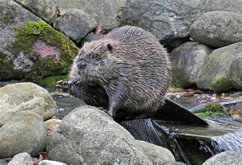 North American Beaver Flickr Photo Sharing