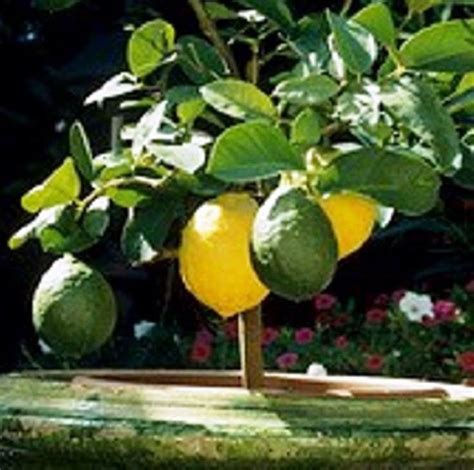 Meyer Lemon Tree Grafted Bonsai Tree Fruit Tree Citrus Etsy Citrus