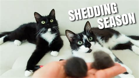 Cat shedding is cat's way of losing unnecessary dead hair. Cat Hair Shedding Season | Uni and Nami - YouTube