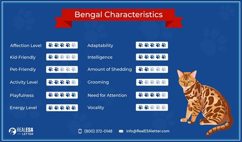 Bengal Cat Breed Profile Facts And Personality Traits