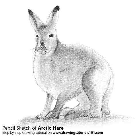 Check spelling or type a new query. Arctic Hare Pencil Drawing - How to Sketch Arctic Hare using Pencils : DrawingTutorials101.com