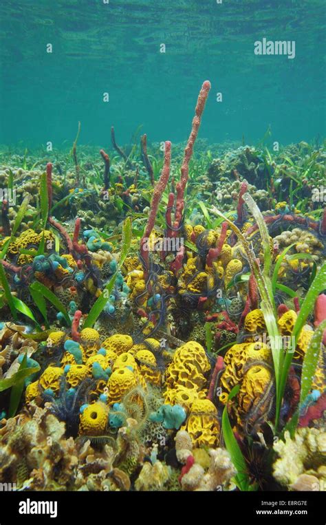 Colorful Underwater Life On Shallow Seabed Of The Caribbean Sea With