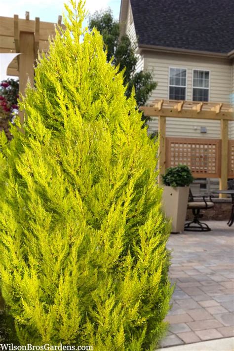 Buy Goldcrest Monterey Lemon Cypress Free Shipping 3 Gallon Pot For