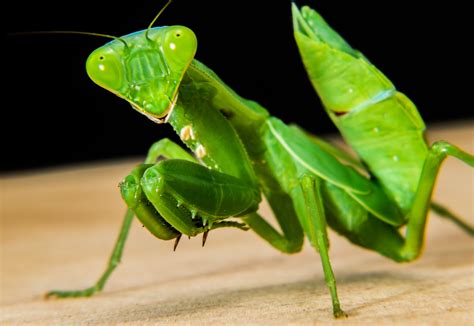Images Gratuites Vert Mante Religieuse Insecte Fermer Faune