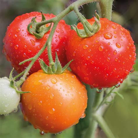Buy Tomato Matina Organic Seeds Indeterminate Organic Gardening