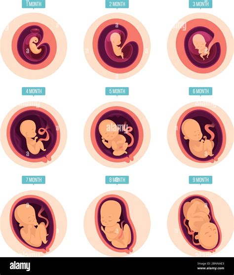 Etapas Del Embarazo Etapas De Crecimiento Humano Desarrollo