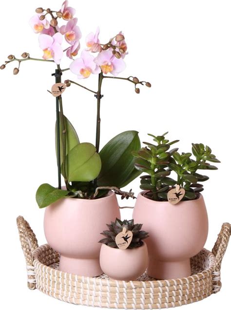 Complete Planten Set Scandic Nude Groene Planten Set Met Roze