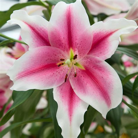 Orienpet Lily Candy Club Candy Club Lily Bulbs Oriental Lily