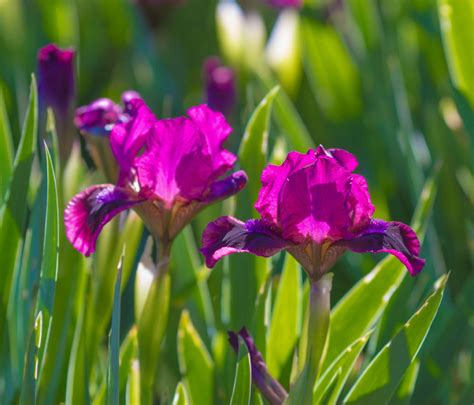 Iris Plants Tips For Growing Iris