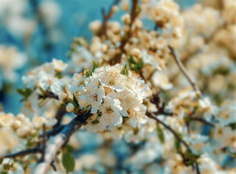 Branch Of A Blossoming Tree Cherry Beautiful White Flowers Stock Photo