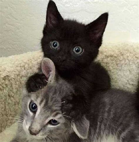 La ragazza ci cadde dentro e precipitò finché non raggiunse una casa piena di gatti colorati. Pulci dei gatti: rimedi naturali - Idee Green