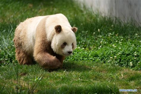 Worlds Only Captive Brown Panda Meets Public In Chinas Shaanxi China