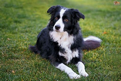 Border Collie Dog Breed Facts Highlights And Buying Advice Pets4homes