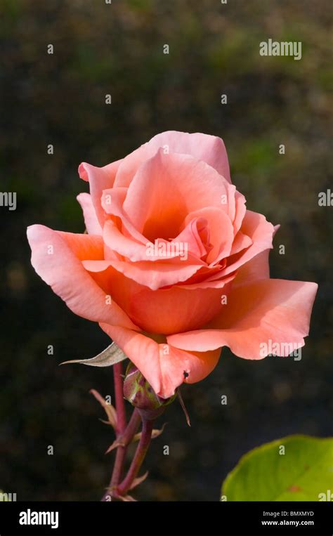 Pink Hybrid Tea Rose Blessings Stock Photo Alamy