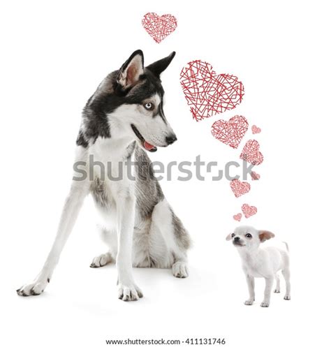 Two Dogs Together Isolated On White Stock Photo 411131746 Shutterstock