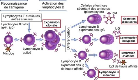 7 Réponses Immunitaires Humorales Activation Des Lymphocytes B Et