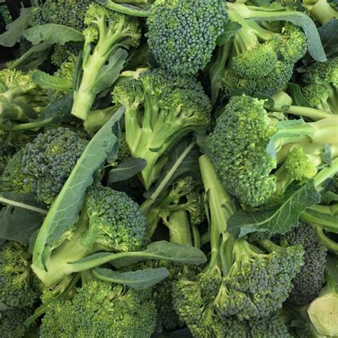 Baby Broccoli Information Recipes And Facts