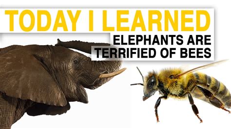Til Bees Could Help Save Elephants—by Scaring Them Today I Learned Youtube