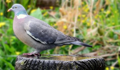 Garden gnomes are generally used as decorative items rather than to frighten birds. 12 Effective ways to keep birds out of the vegetable ...