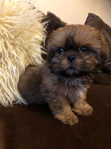 Very easy traing( shih poo will train on their own very ) start using the traing pads and create traing, after a few months the puppy will start to go its own.they understand our language very well also.i love my male shih. Adorable shih tzu baby boy | Fareham, Hampshire | Pets4Homes