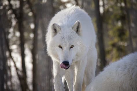 775 Hungry Wolf Stock Photos Free And Royalty Free Stock Photos From