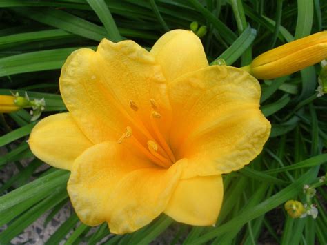 How To Keep Stella De Oro Daylilies Blooming All Season Day Lilies