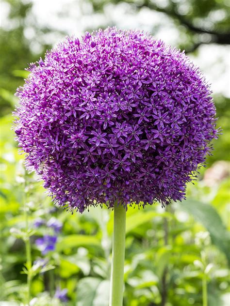 Allium Ambassador Bulbs — Buy Online At Dutchgrown Uk