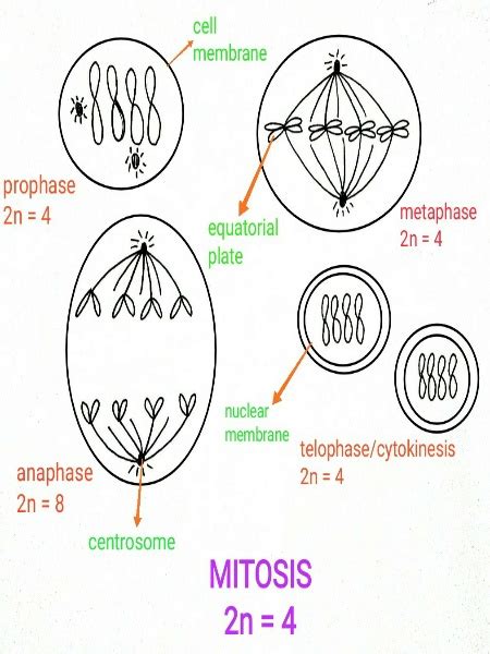 Name The Phases Of Mitosis And The Cell Cycle Given Illustrations Or