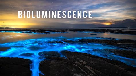 Incredible Bioluminescence In Australia Youtube