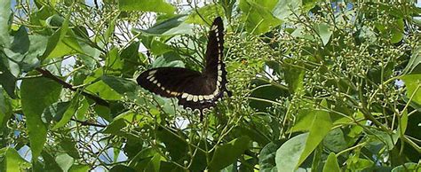 Detailed Information On Canopus Swallowtail Fuscous Swallowtail