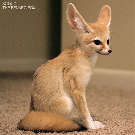 Scout My Pet Fennec Fox The Dro