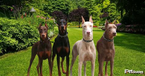 What Is The Best Color Doberman