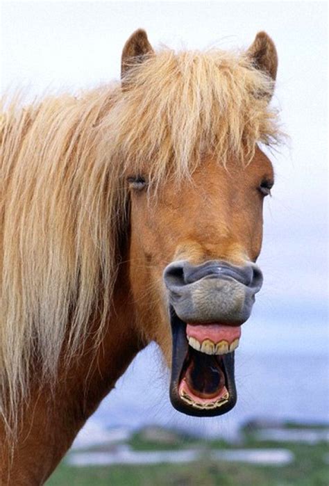 Smiling Horse Smiling Icelandic Horse Laughing Animals Horses