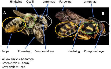 Mason Bee Edu Educator Modules Bee Anatomy